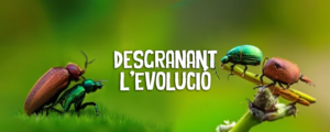 Read more about the article Desgranant l’evolució